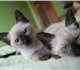 Продаются сиамские котята (родители стро