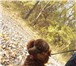 Фото в Домашние животные Вязка собак Ищем девочку для той-пуделя шоколадного цвета, в Красноярске 0