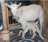 Фотография в Домашние животные Другие животные продам коз, и козье молоко, все подробности в Хабаровске 0