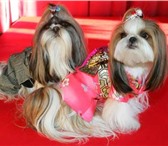 Изображение в Домашние животные Одежда для собак здравствуйте!приглашаю вас в группу модная в Москве 0