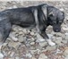 Фото в Домашние животные Вязка собак Шикарный кобель САО(Алабай), развязан, на в Краснодаре 10