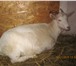 Фото в Домашние животные Другие животные продам козочку и козлика 7 месячные (01.05.15) в Казани 5 000