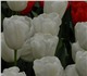 Предлагаем 13 сортов срезанных тюльпанов