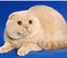 Изображение в Домашние животные Вязка милый шотландский вислоухий котик ищет невесту в Белгороде 0