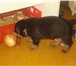 Ротвейлер, Предлагаем к продаже отличных щенков с документами РКФ, родившихся 04, 01, 2011г, в племен 66666  фото в Екатеринбурге