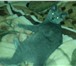Фотография в Домашние животные Вязка Молодой котик смесь британца с тайской ищет в Саратове 0