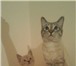 Фото в Домашние животные Вязка Тайский кот окраса сил тебби-пойнт ищет кошечку, в Благовещенске 0