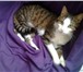 Фотография в  Отдам даром-приму в дар Замечательный кот Яша, очень ласковый, мурчащий, в Санкт-Петербурге 1