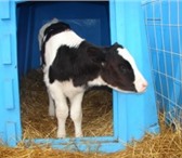 Фотография в Домашние животные Другие животные продаю телят молочников черно пестрой породы в Ульяновске 0