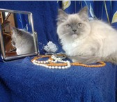 Подаются котята RagDoll (кошка-кукла) 2120578 Рэгдолл фото в Екатеринбурге