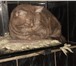 Шотландский котенок 4757299 Скоттиш фолд короткошерстная фото в Воронеже