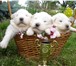 Щенки самоедской собаки от Чемпионов 1239057 Самоедская лайка фото в Егорьевск