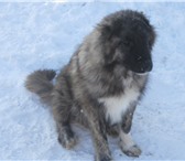 Изображение в Домашние животные Другие животные продам кавказских овчарок сук и кабелей. в Красноярске 2 000