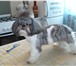 Фотография в Домашние животные Услуги для животных г. Калуга. Стрижка собак различных пород в Калуге 1 000