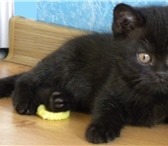 Срочно продам отличных британских котят с родословной, Чёрный и голубой окрас, Коты, Приучены к лот 69212  фото в Новосибирске