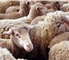 Изображение в Домашние животные Другие животные Тонкорунные овцы, порода белая красноярская, в Красноярске 1
