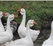 Фотография в Домашние животные Птички Продаются гуси холмогорской породы в Смоленске 3 000