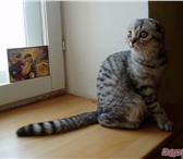 Продается вислоухий мальчик очень игривый умный котенок Окрас голубое пятно на серебре, пухлен 69768  фото в Уфе