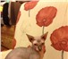Фото в Домашние животные Вязка Молодой котик породы канадский сфинкс приглашает в Зеленоград 2 000