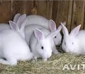 Фотография в Домашние животные Другие животные Продам белых кроликов, разного возраста и в Таганроге 300