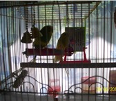 Фотография в Домашние животные Птички Продам двух попугаев с клеткой 89050743020 в Новокузнецке 1 500