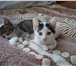 Изображение в  Отдам даром-приму в дар Этих котят я нашла две недели назад.они сидели в Волгограде 0