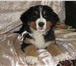 Продам щенков Бернского зенненхунда 2364055 Бернская пастушья собака фото в Москве
