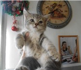 Продаются два котенка 4196172 Британская короткошерстная фото в Омске