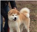 Акита Японская щенки белая и рыженькие 3770528 Акита-ину фото в Екатеринбурге