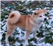 Акита Японская щенки белая и рыженькие 3770528 Акита-ину фото в Екатеринбурге