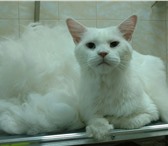 Фотография в Домашние животные Услуги для животных Стрижка кошек, экспресс линька (удаление в Москве 0