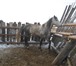 Foto в Домашние животные Другие животные Продам жеребца орловской породы, возраст в Красноярске 155 000