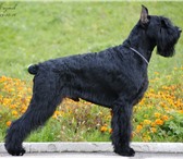 Ризеншнауцера щенки черного окраса, 156154  фото в Набережных Челнах