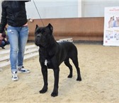Foto в Домашние животные Вязка собак Предлагается для вязки шикарный кобель Итальянского в Москве 1