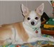 Фотография в Домашние животные Вязка собак Активный мальчик Той-терьер (2,5 кг), окрас в Ижевске 1 500