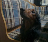 Foto в Домашние животные Вязка собак кобель Такса длинношерстная 4года с документами в Нижнем Новгороде 0