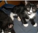 Отдам котят в хорошие руки, Маленькие хорошие котята, чёрные, 1, 5 месяца, мальчики, приучены к 69441  фото в Нижнем Новгороде