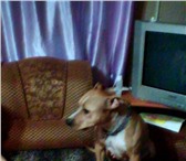 Foto в Домашние животные Вязка собак ищем жениха,нам 1,5 года,окрас и родословная в Заинск 0