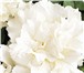 Фото в Домашние животные Растения Продам семена крупноцветковой махровой петунии в Краснодаре 0