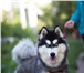 Изображение в Домашние животные Услуги для животных Гостиница для собак с дрессировкой - это в Тюмени 0