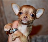 Щенки чихуахуа 2753139 Чихуахуа фото в Минске