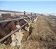 Смотреть foto Корм для животных Кормовая с/х продукция оптом из Краснодара 4257786 в Москве Фотография в Домашние животные Корм для животных Реализуем кормовую продукцию оптом с доставкой в Москве 7
