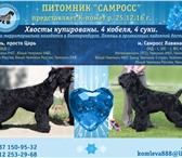 Щенки Русского Черного Терьера от Чемпионов 3893360 Русский чёрный терьер фото в Екатеринбурге