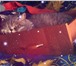 Изображение в Домашние животные Вязка Котик приглашает на вязку или приедет сам в Тамбове 1 000