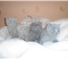 Фото в Домашние животные Вязка Шотландский вислоухий кот лилового окраса в Оренбурге 800