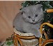 Преподаются котята британской гладкошерстной 166658  фото в Москве
