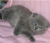 Шотландские вислоухие котята,  Окрас ГОЛУБОЙ - возраст от 1, 5 мес,  и старше,  Современный тип, о 69522  фото в Москве