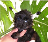 Предлагаем на проджу щенка шпица миниатюрного , девочка, от мипортированной мамы и папы Хана Мама 68084  фото в Томске