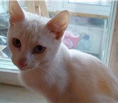 Фотография в Домашние животные Отдам даром Белый котенок ищет хозяина.Белый котенок, в Москве 0