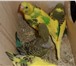 Foto в Домашние животные Птички Продам птенцов волнистого попугая.1 месяц.Здоровенькие.Отлично в Красноярске 1 000